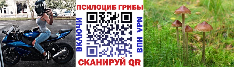где купить наркоту  это клад  Псилоцибиновые грибы ЛСД  Тихвин 
